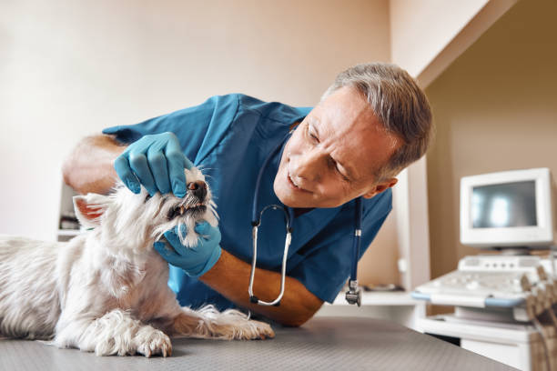 Professional Emergency Dentist in SC